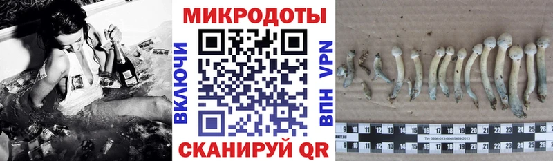 Псилоцибиновые грибы Psilocybine cubensis  Тобольск 
